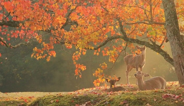 Kyoto Nara day tour with Kobe beef/pork hotpot lunch Osaka/Kyoto