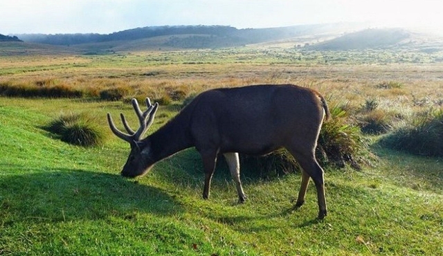 Horton Plains National Park : Private Guided Trekking Tour