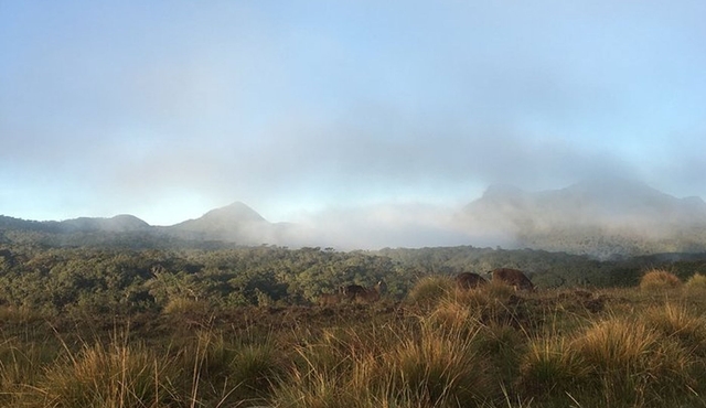 Private Tour in Horton Plains National Park & World's End Tour with Pick up