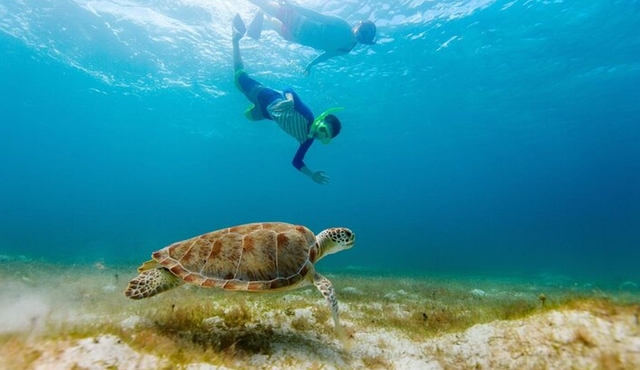 Akumal Turtles and Cenote Private Tour from Cancun