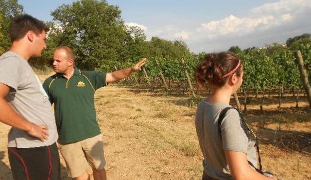 Montefalco: Winery and Oil Mill Tour in with Light Lunch