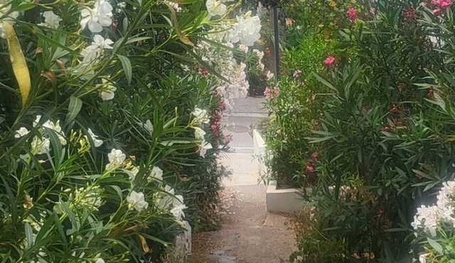Ibiza Walking Tour with a Private Guide
