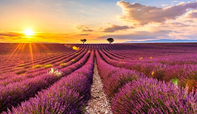 Visit the lavender fields, the Gorges du Verdon and Moustiers.