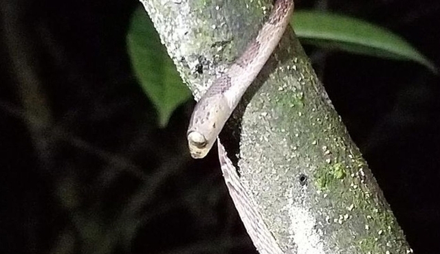 Nuevo Arenal Forest Small‐Group Guided Night Tour