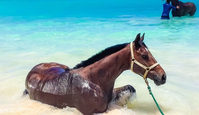 Carlisle Bay Swimming Horses Breakfast and Beach Day