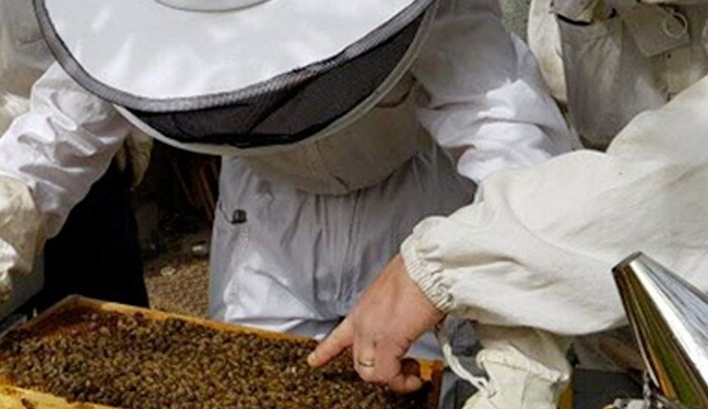 A Private Adventure to Discover Honey on the Roof in Cannes.