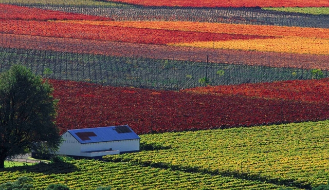 Cape Winelands Half‐Day Tour from Cape Town