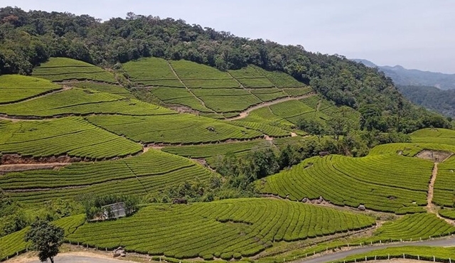 Sandal Wood & Sight Seeing Tour (Munnar Valley Trekking & Tours)