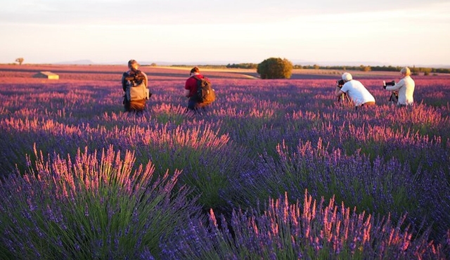 Sunset Lavender Tour from Aix‐en‐Provence
