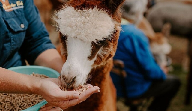 Alpaca Meet and Greet Experience in Peterborough