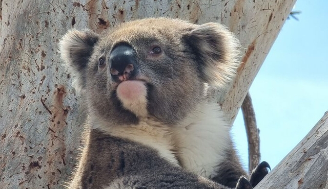 Port Lincoln Mikkira Station Wild Koala Safari Tour