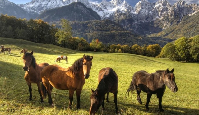 Horse Riding in Bled