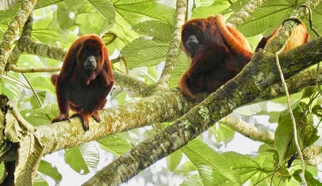 Looking for the Howler Monkey in Beards — Bremen