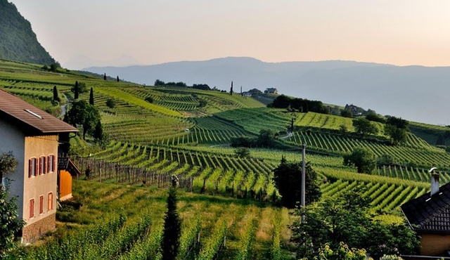 Montepulciano, Pienza, and Orvieto Private Tour from Rome