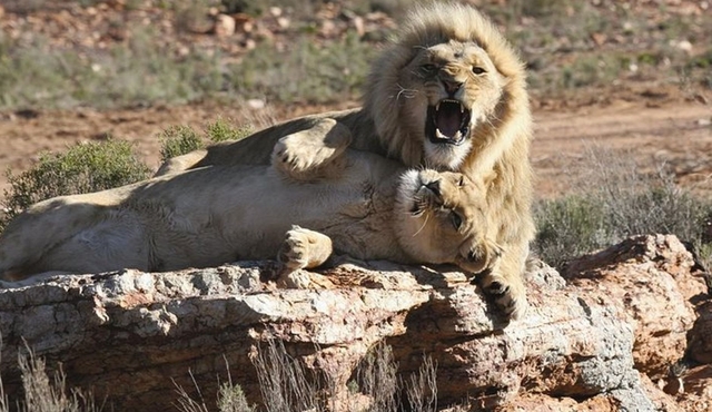 Cape Town Shore Excursion: Big Five Game Reserve from Cape Town
