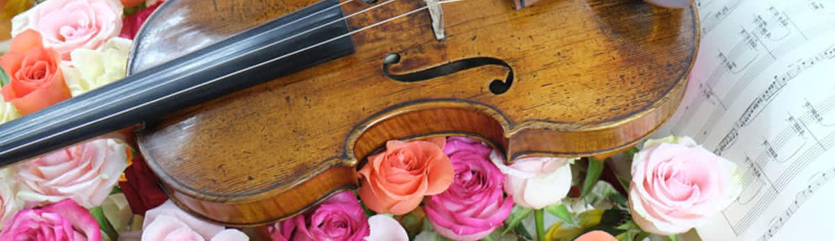 Violine-auf-Rosen_c_S.Angerer