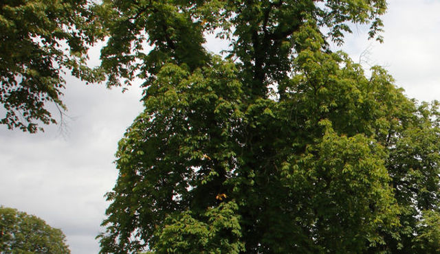 Zitadelle Spandau