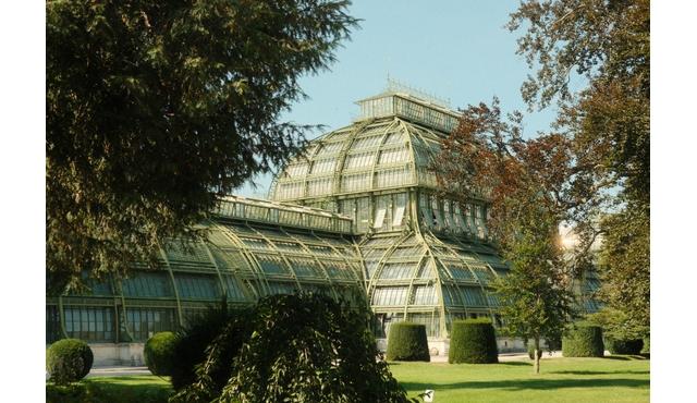 Schönbrunn narancsfák