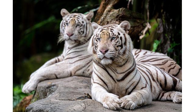 Singapore Zoo