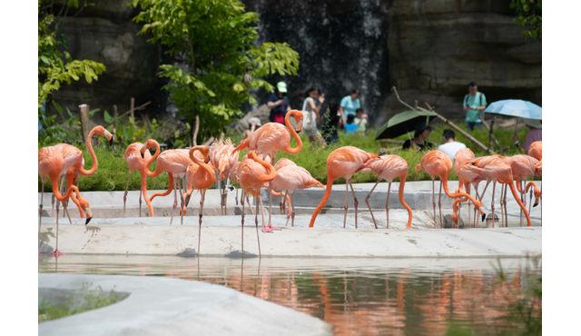 Bird Paradise