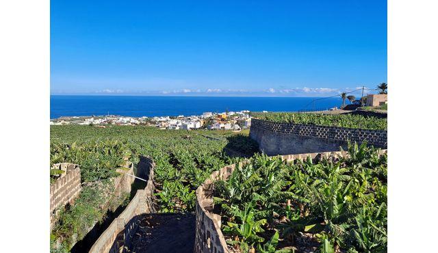 Le monde des bananes — Visite guidée