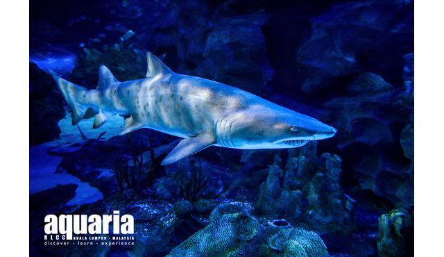 吉隆坡水族馆