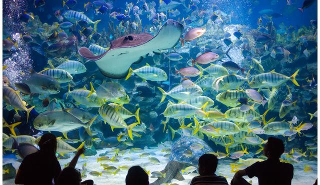 Aquaria KLCC (Kuala Lumpur Convention Centre)